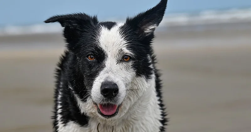 Camping avec chien en bord de mer : les spécificités