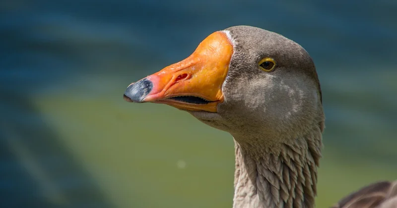 Que visiter autour de Toulouse en camping-car : la boucle que je refais chaque année